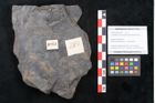 Foto (Objekt + Etikett) von Cupanites novae zeelandiae Ettingshausen (NHMW-GEO-2024-0188-10251)